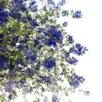 Ceanothe-arbustive-3D-plante-Lilas-de-Californie-branches-studio-l4m-lumion-fbx