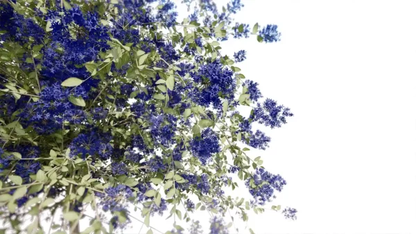 Ceanothe-arbustive-3D-plante-Lilas-de-Californie-branches-studio-l4m-lumion-fbx