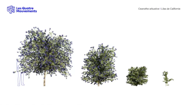 Ceanothe-arbustive-3D-plante-Lilas-de-Californie-ensemble-studio-l4m-lumion-fbx