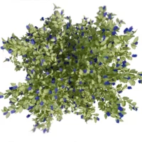 Ceanothe-arbustive-3D-plante-Lilas-de-Californie-feuilles-studio-l4m-lumion-fbx