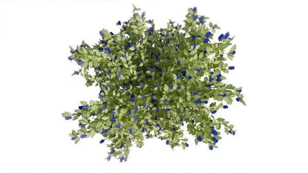 Ceanothe-arbustive-3D-plante-Lilas-de-Californie-feuilles-studio-l4m-lumion-fbx