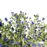 Ceanothe-arbustive-3D-plante-vegetaux-Lilas-de-Californie-tiges-studio-l4m-lumion-fbx