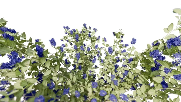 Ceanothe-arbustive-3D-plante-vegetaux-Lilas-de-Californie-tiges-studio-l4m-lumion-fbx