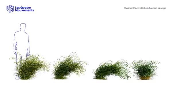 Chasmanthium-latifolium-3D-plante-avoine-sauvage-ensemble-studio-l4m-lumion-fbx