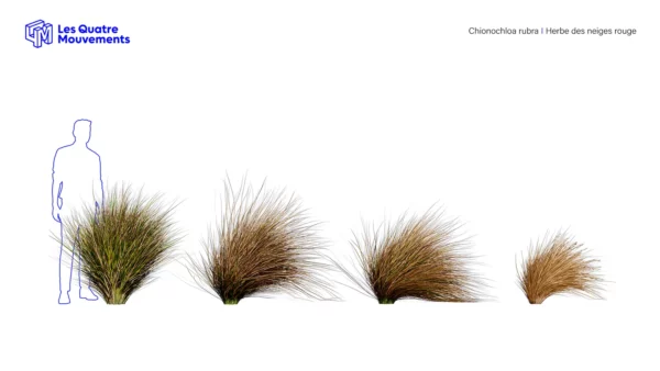 Chionochloa-rubra-3D-plante-vegetaux-herbe-neiges-rouge-ensemble-studio-l4m-lumion-fbx