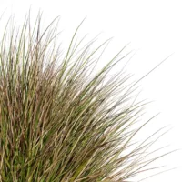 Chionochloa-rubra-3D-plante-vegetaux-herbe-neiges-rouge-feuilles-studio-l4m-lumion-fbx