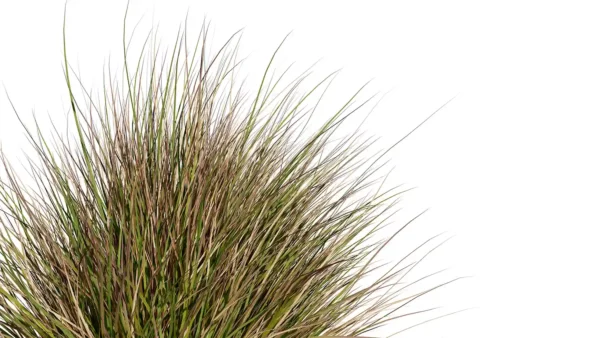 Chionochloa-rubra-3D-plante-vegetaux-herbe-neiges-rouge-feuilles-studio-l4m-lumion-fbx