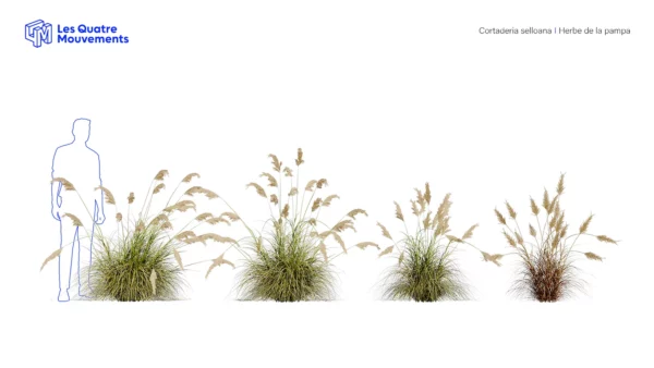 Cortaderia-selloana-3D-plante-vegetaux-herbe-pampa-ensemble-studio-l4m-lumion-fbx