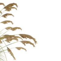 Cortaderia-selloana-3D-plante-vegetaux-herbe-pampa-feuilles-studio-l4m-lumion-fbx