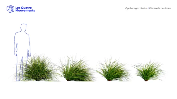 Cymbopogon-citratus-3D-plante-citronnelle-indes-ensemble-studio-l4m-lumion-fbx