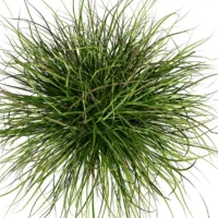 Cymbopogon-citratus-3D-plante-vegetaux-citronnelle-indes-tiges-studio-l4m-lumion-fbx