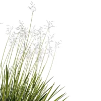 Deschampsia-cespitosa-northern-lights-3D-plante-studio-l4m-lumion-fbx