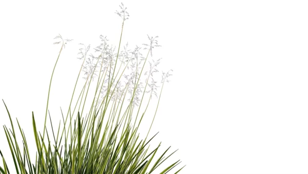 Deschampsia-cespitosa-northern-lights-3D-plante-studio-l4m-lumion-fbx