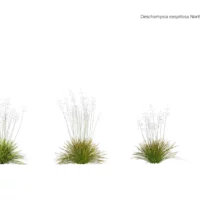 Deschampsia-cespitosa-northern-lights-3D-vegetaux-studio-l4m-lumion-fbx