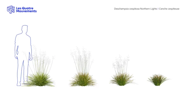 Deschampsia-cespitosa-northern-lights-3D-vegetaux-studio-l4m-lumion-fbx