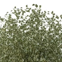 EUONYMUS-JAPONICUS-3D-plante-vegetaux-Fusain-du-Japon-branches-studio-l4m-lumion-fbx