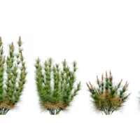 Elegia-capensis-3D-plante-vegetaux-prele-restio-ensemble-studio-l4m-lumion-fbx