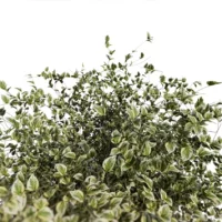 Euonymus-japonicus-3D-plante-vegetaux-Fusain-du-Japon-branches-studio-l4m-lumion-fbx