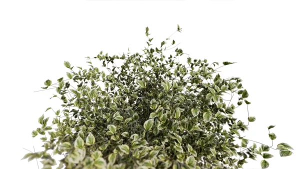Euonymus-japonicus-3D-plante-vegetaux-Fusain-du-Japon-branches-studio-l4m-lumion-fbx