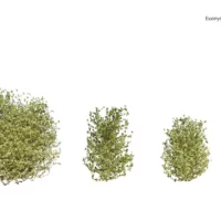 Euonymus-japonicus-3D-plante-vegetaux-Fusain-du-Japon-ensemble-studio-l4m-lumion-fbx