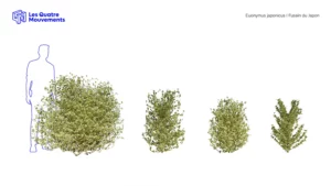 Euonymus-japonicus-3D-vegetal-plant-Fusain-du-Japon-ensemble-studio-l4m-lumion-fbx