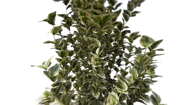 Euonymus-japonicus-3D-plante-vegetaux-Fusain-du-Japon-tiges-studio-l4m-lumion-fbx