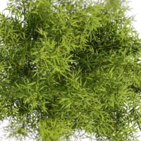Fargesia-rufa-3D-plante-vegetaux-bambou-parapluie-branches-studio-l4m-lumion-fbx