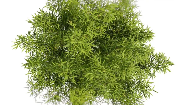 Fargesia-rufa-3D-plante-vegetaux-bambou-parapluie-branches-studio-l4m-lumion-fbx