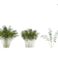 Fargesia-rufa-3D-plante-vegetaux-bambou-parapluie-ensemble-studio-l4m-lumion-fbx