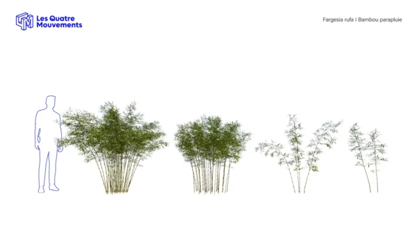 Fargesia-rufa-3D-plante-vegetaux-bambou-parapluie-ensemble-studio-l4m-lumion-fbx