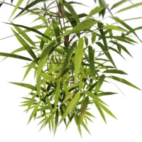 Fargesia-rufa-3D-plante-vegetaux-bambou-parapluie-feuilles-studio-l4m-lumion-fbx