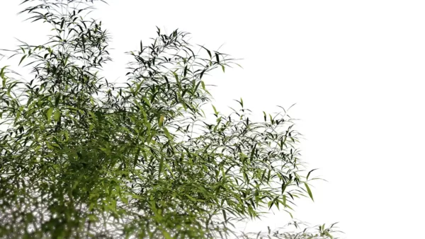 Fargesia-rufa-3D-plante-vegetaux-bambou-parapluie-tiges-studio-l4m-lumion-fbx