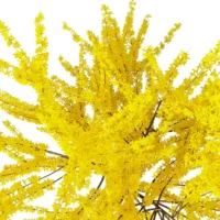Forsythia-3D-plante-vegetaux-arbuste-Fleurs-branchage-studio-l4m-lumion-fbx