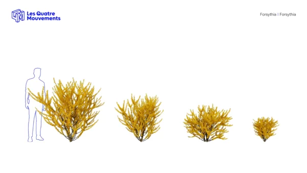 Forsythia-3D-plante-vegetaux-arbuste-Fleurs-ensemble-studio-l4m-lumion-fbx