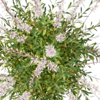 Gaura-Lindheimeri-3D-plante-vegetaux-Gaura-blanc-branches-studio-l4m-lumion-fbx