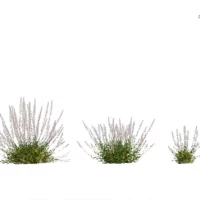 Gaura-Lindheimeri-3D-plante-vegetaux-Gaura-blanc-ensemble-studio-l4m-lumion-fbx