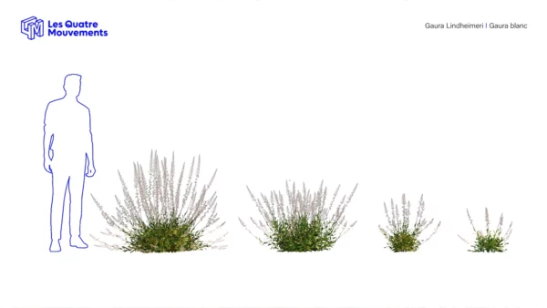 Gaura-Lindheimeri-3D-plante-vegetaux-Gaura-blanc-ensemble-studio-l4m-lumion-fbx
