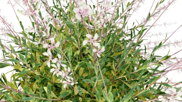 Gaura-Lindheimeri-3D-plante-vegetaux-Gaura-blanc-feuilles-studio-l4m-lumion-fbx