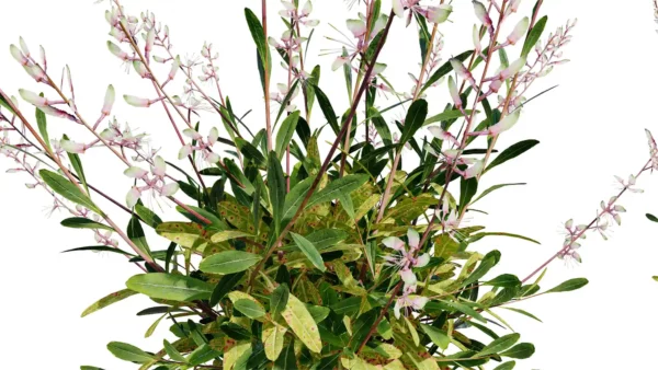 Gaura-Lindheimeri-3D-plante-vegetaux-Gaura-blanc-tiges-studio-l4m-lumion-fbx