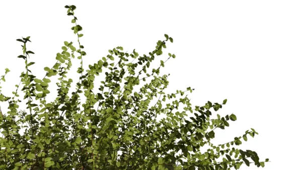 Lonicera-nitida-3D-plante-vegetaux-chevrefeuille-nain-branche-studio-l4m-lumion-fbx
