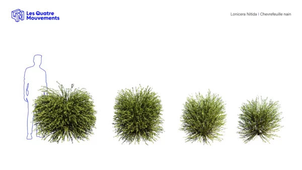 Lonicera-nitida-3D-plante-vegetaux-chevrefeuille-nain-ensemble-studio-l4m-lumion-fbx