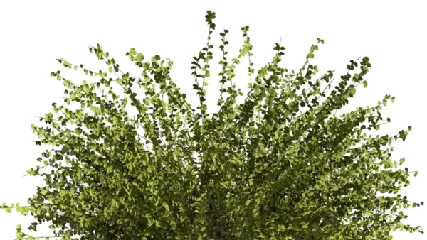 Lonicera-nitida-3D-plante-vegetaux-chevrefeuille-nain-feuillage-studio-l4m-lumion-fbx