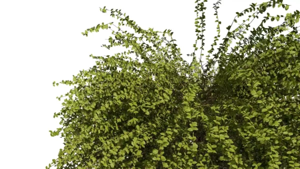 Lonicera-nitida-3D-plante-vegetaux-chevrefeuille-nain-feuilles-studio-l4m-lumion-fbx