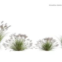 Miscanthus-siensis-gracillimus-3D-plante-studio-l4m-lumion-fbx