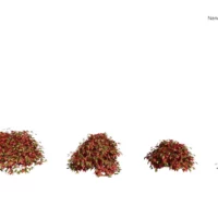 Nandina-domestica-3D-plante-vegetaux-bambou-sacre-ensemble-studio-l4m-lumion-fbx