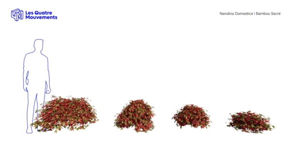 Nandina-domestica-3D-plante-vegetaux-bambou-sacre-ensemble-studio-l4m-lumion-fbx