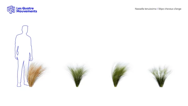 Nassella-tenuissima-3D-plante-stipe-cheveux-ange-ensemble-studio-l4m-lumion-fbx