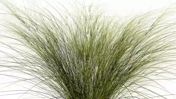 Nassella-tenuissima-3D-plante-stipe-cheveux-ange-feuilles-studio-l4m-lumion-fbx