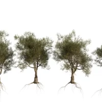 OLEA-EUROPAEA-3D-plante-vegetaux-Oliver-tailles-studio-l4m-lumion-fbx