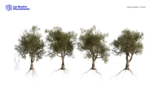 OLEA-EUROPAEA-3D-plante-vegetaux-Oliver-tailles-studio-l4m-lumion-fbx